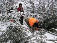 Christbaumverkauf10 012